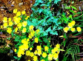 神农香菊：从悬崖绝境到人工培育的成功之路