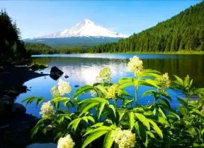 延龄草在治疗多种病痛上表现出卓越的疗效